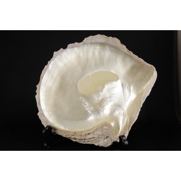 白蝶貝 貝殻 標本 白蝶貝 貝殻 標本 白蝶貝貝殻158g DIYの材料に蝶貝