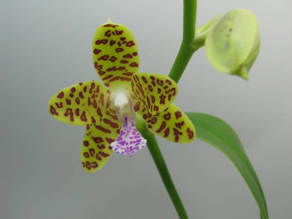 名護蘭 ナゴラン豹柄 花付き (ラン)｜売買されたオークション情報