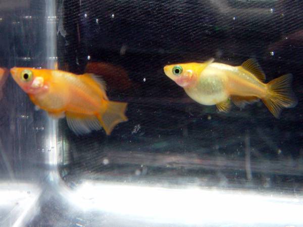 Ⅷ　卵　東天光ダルマ強朱レッドテールの卵　２５個＋５個_1