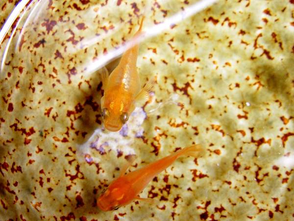 Ⅷ　卵　東天光ダルマ強朱レッドテールの卵　２５個＋５個_2