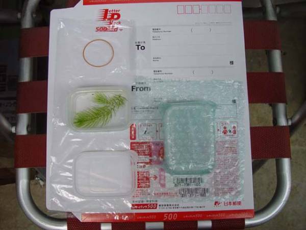 Ⅷ　卵　東天光ダルマ強朱レッドテールの卵　２５個＋５個_3