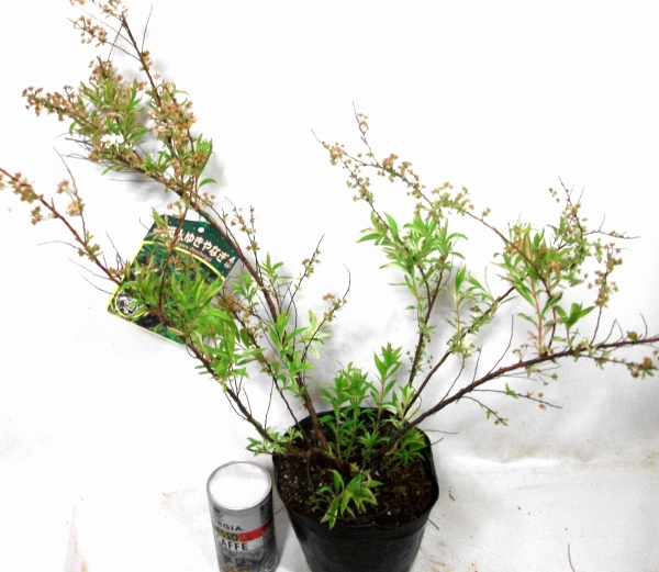 珍しい斑入り葉ユキヤナギ 雪柳 ポット苗 植木 庭木 売買されたオークション情報 Yahooの商品情報をアーカイブ公開 オークファン Aucfan Com