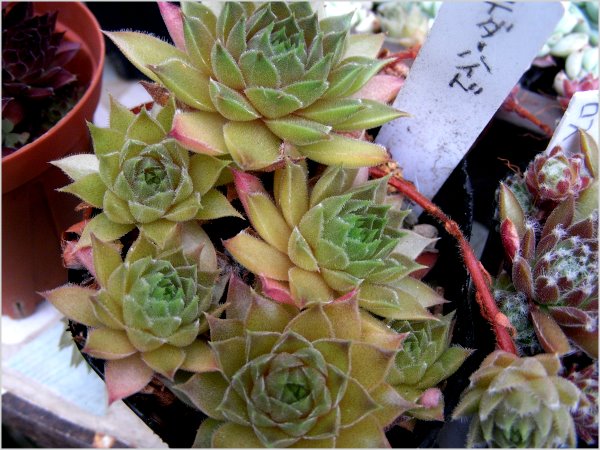 テダーハイド センペルビウム 多肉植物 抜き苗 （多肉植物 