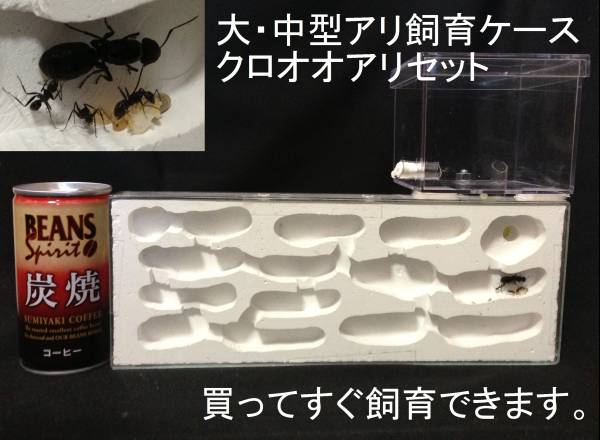 即納 女王アリ クロオオアリセット 大型アリ飼育ケースセット その他 売買されたオークション情報 Yahooの商品情報をアーカイブ公開 オークファン Aucfan Com