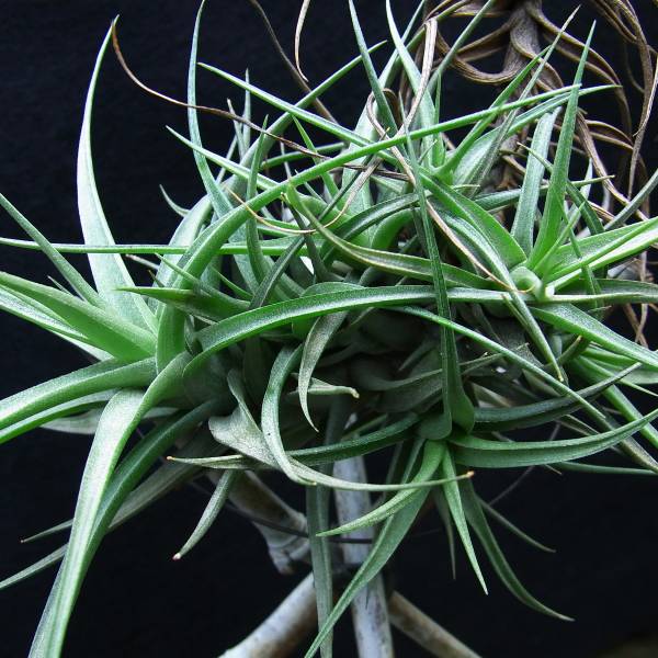 チランジア ベルゲリ 小クランプ アナナス 売買されたオークション情報 Yahooの商品情報をアーカイブ公開 オークファン Aucfan Com