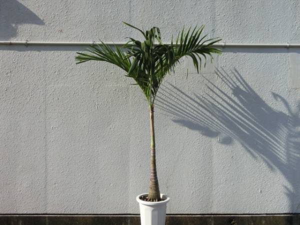 マニラヤシ 10号鉢 2．0m (ヤシ)｜売買されたオークション情報
