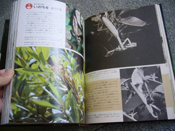 小学館の学習百科図鑑19 花と昆虫 環境とくらし 送300円 図鑑 売買されたオークション情報 Yahooの商品情報をアーカイブ公開 オークファン Aucfan Com