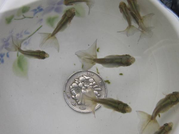 ◆土佐錦・当歳・５匹セット・ハネダシ・練習用◆_1