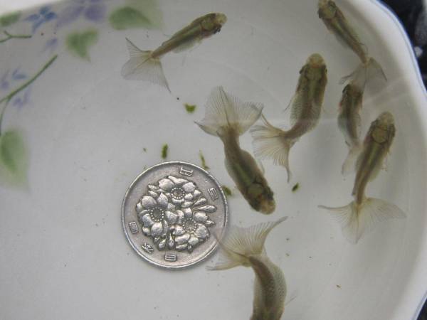 ◆土佐錦・当歳・５匹セット・ハネダシ・練習用◆_2