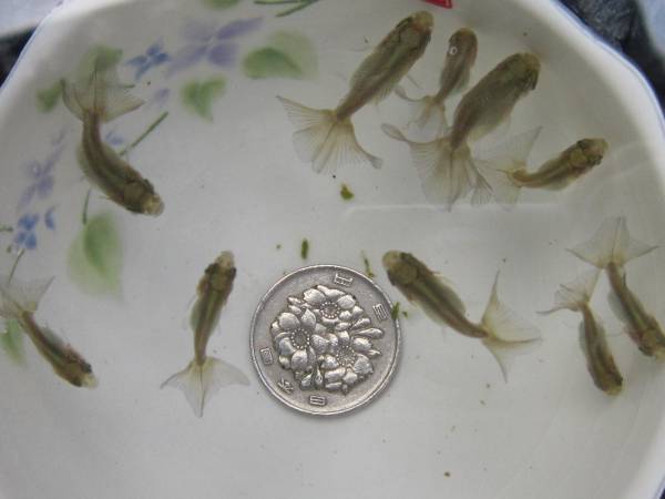 ◆土佐錦・当歳・５匹セット・ハネダシ・練習用◆_3