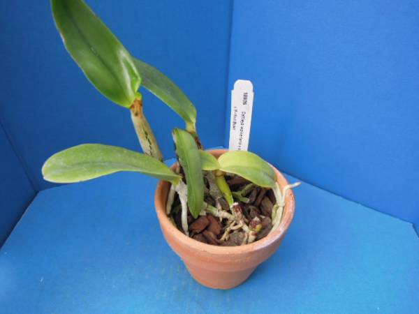 洋蘭 原種 カトレア ワルケリアナパーフェクトブラッシュ交配(ラン