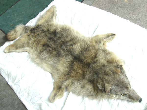 3q狼 の頭部付毛皮 80cm 143cm 剥製 敷物 オオカミ 科学 自然 売買されたオークション情報 Yahooの商品情報をアーカイブ公開 オークファン Aucfan Com