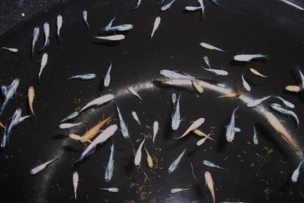 楊貴妃・白みゆき・青みゆき　Ｓ～Ｍサイズ　５0匹セット_1