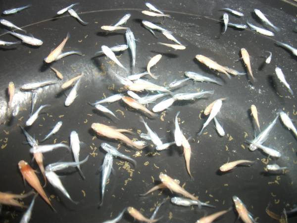 楊貴妃・白みゆき・青みゆき　Ｓ～Ｍサイズ　５0匹セット_2