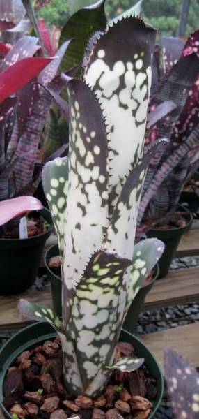 ☆Billbergia 'Merrie Monarch'☆ビルベルギア ブロメリア(アナナス