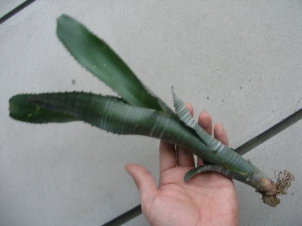 ☆Billbergia 'Merrie Monarch'☆ビルベルギア ブロメリア(アナナス