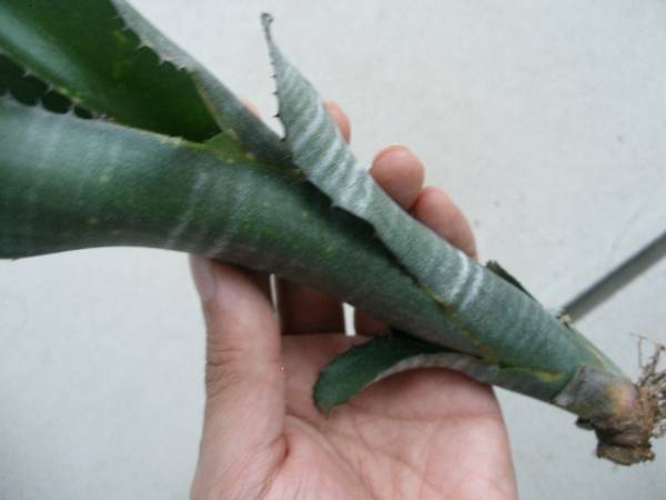 ☆Billbergia 'Merrie Monarch'☆ビルベルギア ブロメリア(アナナス