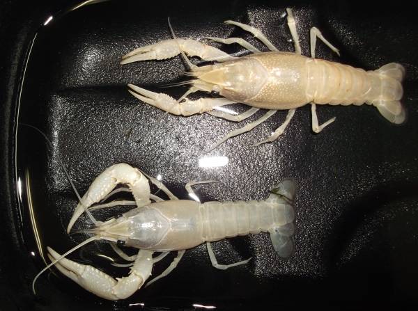 白ザリガニ ペア 交尾済 ホワイトザリガニ アメリカザリガニ 甲殻類 売買されたオークション情報 Yahooの商品情報をアーカイブ公開 オークファン Aucfan Com