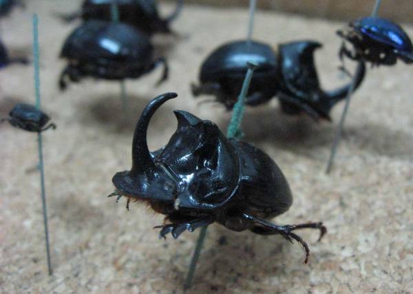 コガネムシ 古い標本 ダイコクコガネ 昆虫 甲虫 フンコロガシの入札