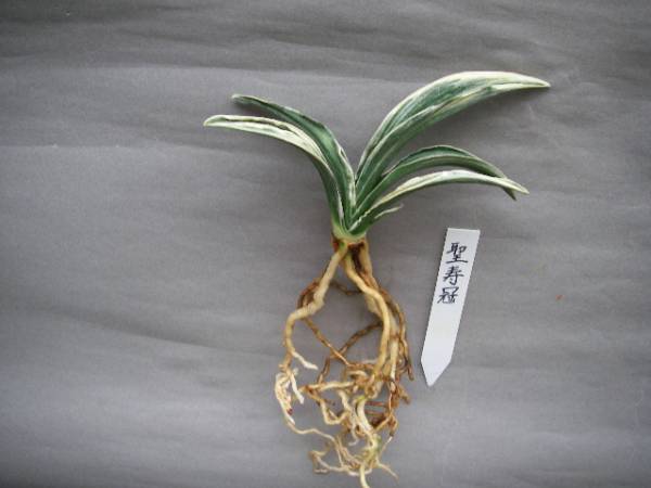 おもと・万年青　羅紗系「聖寿冠」苗木_1