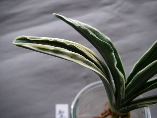 おもと・万年青　羅紗系「聖寿冠」苗木_2