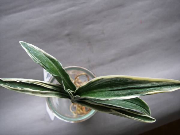 おもと・万年青　羅紗系「聖寿冠」苗木_3