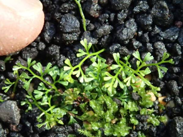 Θ：国産シダ・野草・ラン：ΘコビトホラシノブΘ(観葉植物)｜売買された