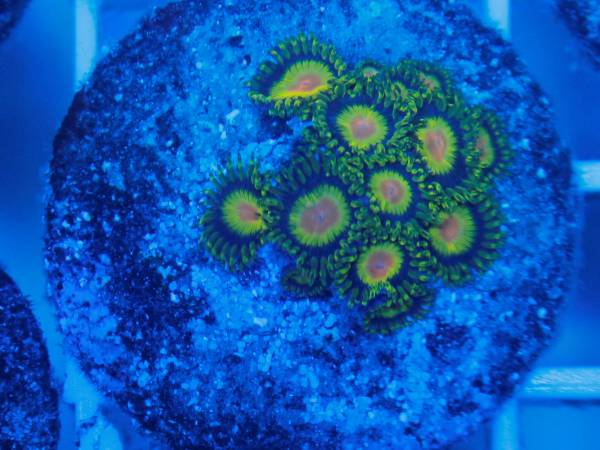 マメスナ ボタンポリプ ブリード株分け個体 イエロー 海水魚 売買されたオークション情報 Yahooの商品情報をアーカイブ公開 オークファン Aucfan Com