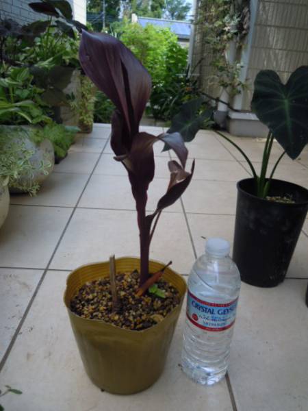 銅葉 カンナ オーストラリア 宿根草 苗 売買されたオークション情報 Yahooの商品情報をアーカイブ公開 オークファン Aucfan Com 銅葉 カンナ オーストラリア 宿根草 苗 売買されたオークション情報 Yahooの商品情報をアーカイブ公開 オークファン Aucfan Com