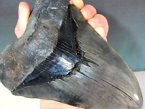 ワールドクラス 超巨大メガロドン6 29インチ 化石古代鮫サメ 化石 売買されたオークション情報 Yahooの商品情報をアーカイブ公開 オークファン Aucfan Com