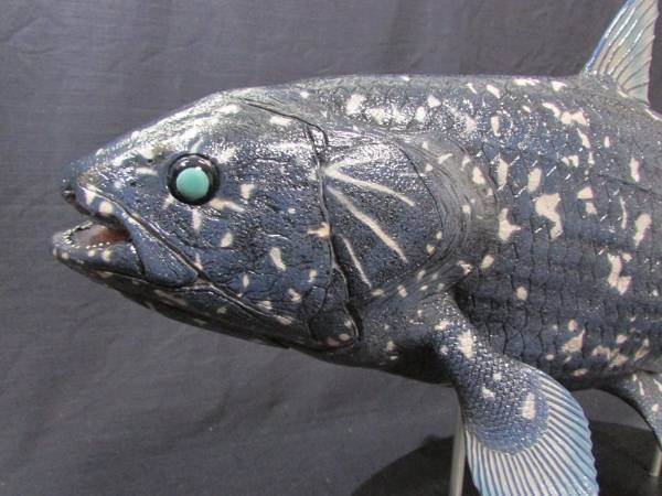 41 ハンドメイド 61cmシーラカンス フィギュア 模型 古代魚(化石