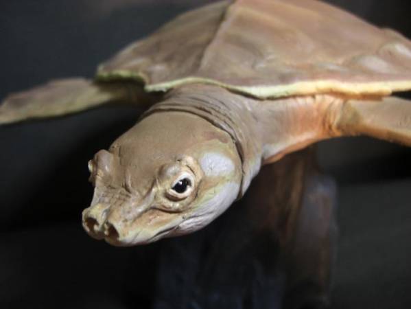 手作り生物 古生物 恐竜フィギュア スッポンモドキ 生き物 売買されたオークション情報 Yahooの商品情報をアーカイブ公開 オークファン Aucfan Com