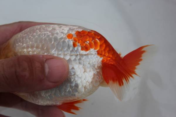 らんちゅう　当歳　【極上種】　雄_2