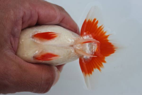 らんちゅう　当歳　【極上種】　雄_3