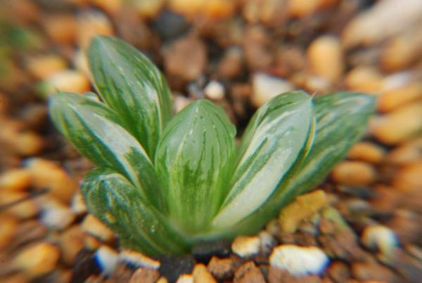 多肉植物　ハオルチア・Ｎo-5オブツーサ錦