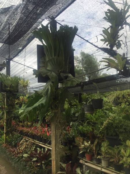 Green”ｒ”・116・新春セール・コウモリラン『ワンダエ』