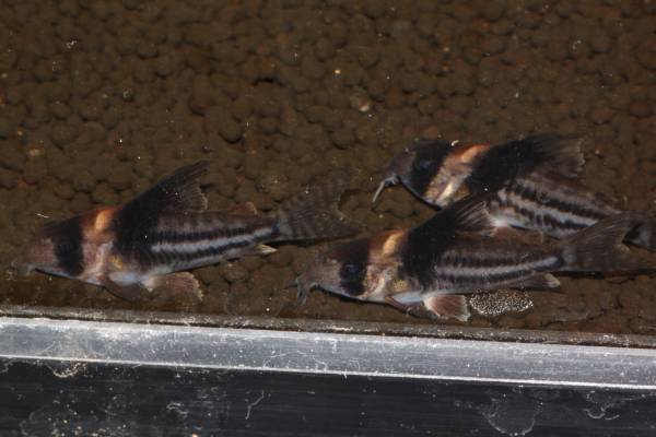 コリドラス コルレア 6匹 コリドラスコルレア - 熱帯魚とシュリンプの 