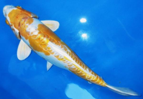 錦鯉夢屋★ドイツ張分(平西産)メス25年産42cm位 品評会用 220-7