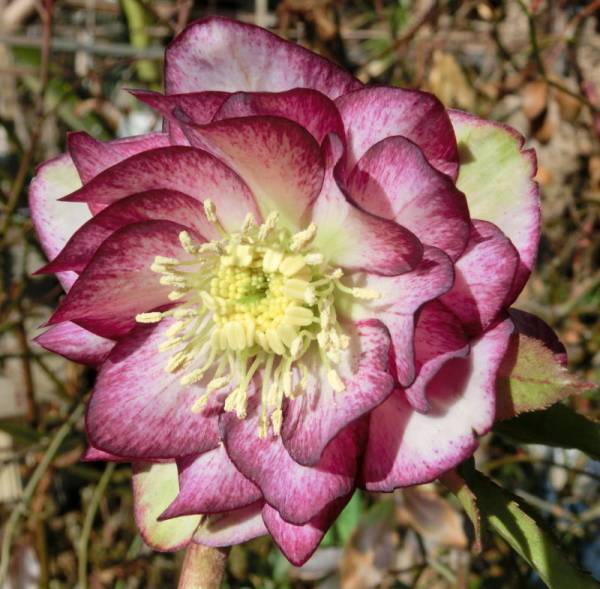 開花株クリスマスローズ・ddグレープグラデーション-327