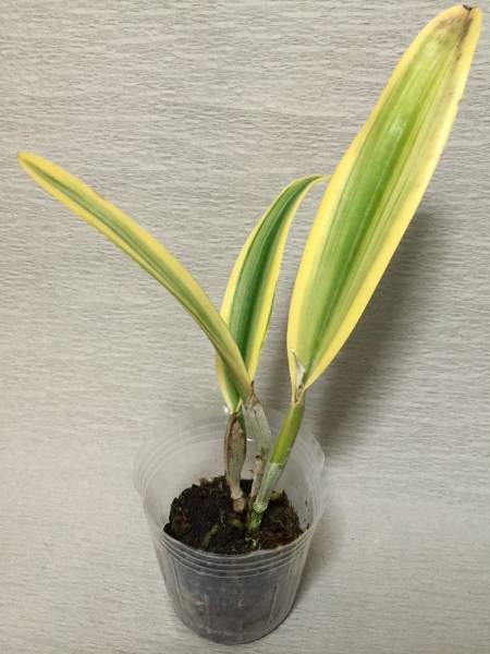 #124 斑入りカトレア品種 モスコンベ ⑤【野生ラン】