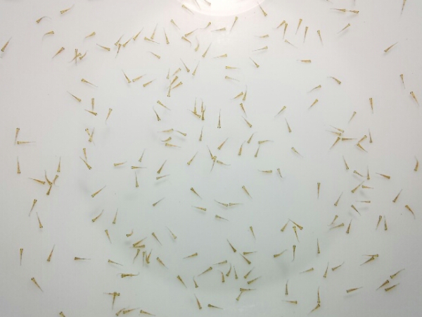 ☆鈴木東錦 （針仔 )　☆ 100匹　②