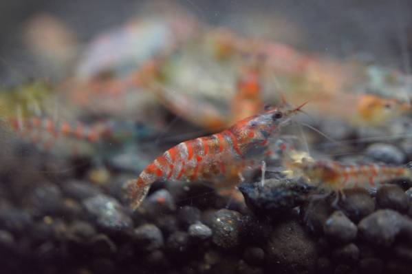 *:・蝦神楽:*レッドサンダーナローバンド抱卵1とオス1のペア