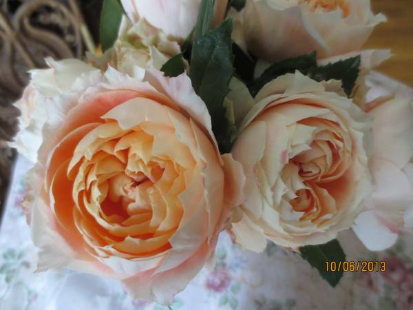 ＊人気切花種・挿し木３種＊シャンスダムール・アンティレバル他