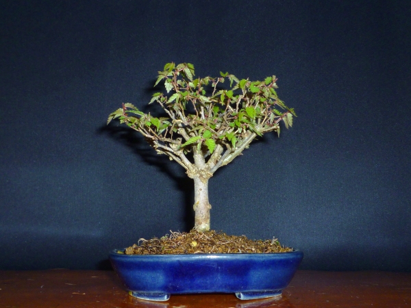 ひらく盆栽】ケヤキ／箒立ち・樹高15cm／小品盆栽