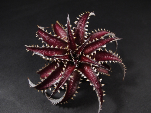 Dyckia　'California' ディッキア　カリフォルニア