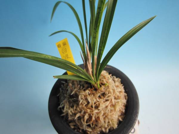 ★☆蘭万園☆★日本春蘭 蛇皮素心 「白波」 中上木 ３本立