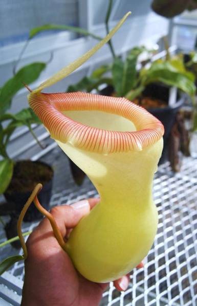 食虫植物ネペンテス N.ventricosa classic (在来系)(観葉植物)｜売買