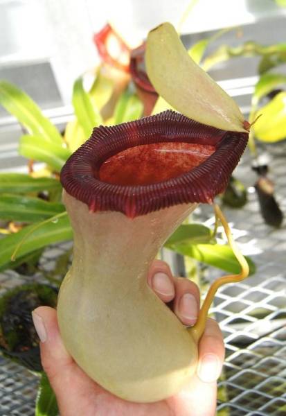 食虫植物ネペンテス N.ventricosa classic (在来系)(観葉植物)｜売買