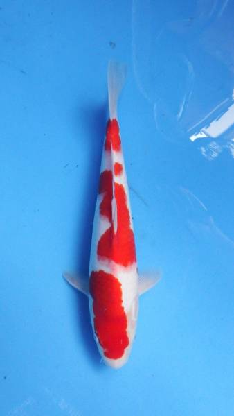 『我ら～勝負鯉♪』 浩祐 ジャンボ当歳 37cm 極上の紅