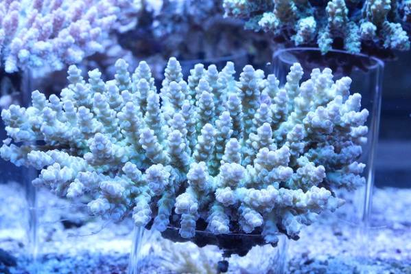 浅場ミドリイシ2